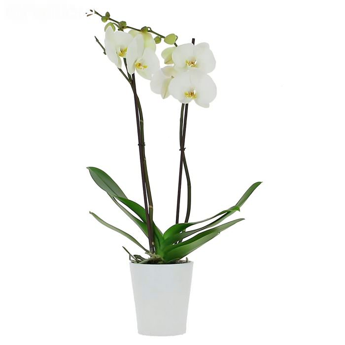 Орхидея в горшке «Светло-белая»